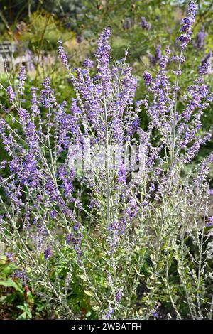 Blassblaue Spätsommerblumen von Perowskia, Salvia „Blue Spire“ oder russischem Salbei, der im britischen Garten im September wächst Stockfoto