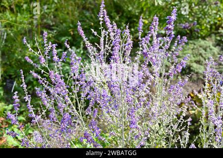 Blassblaue Spätsommerblumen von Perowskia, Salvia „Blue Spire“ oder russischem Salbei, der im britischen Garten im September wächst Stockfoto