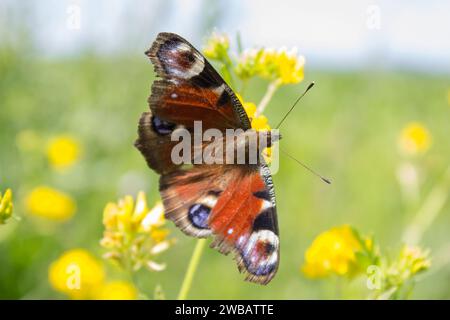 Ein wunderschöner Schmetterling, der auf einer gelben Blume sitzt, ein europäischer Schmetterling Pfau, Aglais io Stockfoto