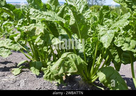 Zuckerrübenanbau auf dem Acker in der Landwirtschaft Stockfoto