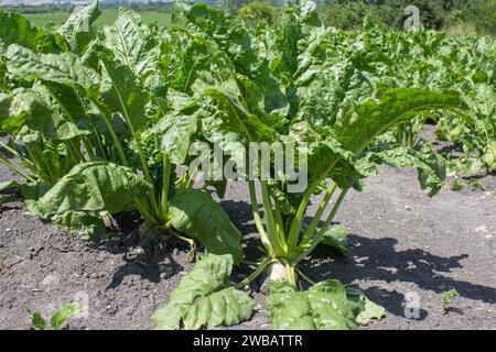 Schöne Rüben wachsen auf dem Feld Stockfoto