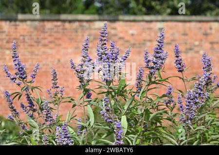 Im Spätsommer wachsen violette Blüten von Vitex agnus-castus oder keuscher Baum im britischen Garten September Stockfoto