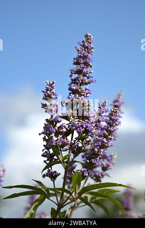 Im Spätsommer wachsen violette Blüten von Vitex agnus-castus oder keuscher Baum im britischen Garten September Stockfoto