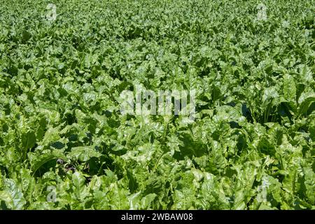 Das grüne Feld der Zuckerrüben wächst Stockfoto