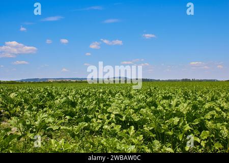 Zuckerrüben wachsen im Sommer auf dem Feld Stockfoto