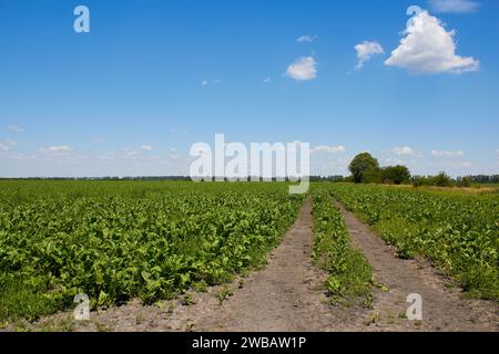 Ein großes Zuckerrübenfeld im Sommer und eine unbefestigte Straße Stockfoto