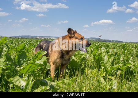 Im Sommer stand ein deutscher Hirte auf dem Rüben-Feld Stockfoto