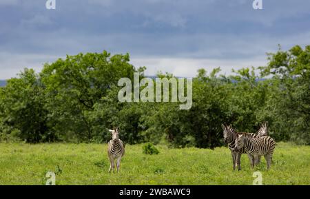 Zebras grasen in der Savanne im Krüger-Nationalpark Stockfoto