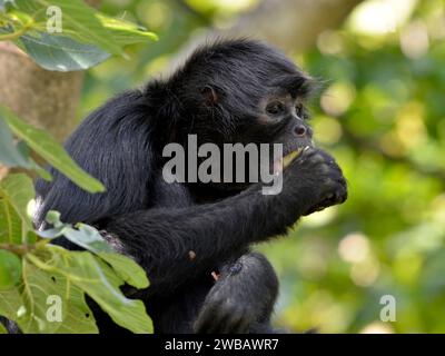 Black-headed Klammeraffe (Ateles Fusciceps) Essen eine Frucht in einem Feigenbaum Stockfoto