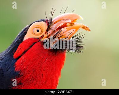 Profilporträt des bärtigen Barbetts (Lybius dubius) und des Essens einer Larve. Barbets sind Vögel mit einer weltweiten tropischen Verbreitung Stockfoto