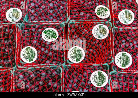 Nahaufnahme von Boxen mit Bio-Heidelbeeren auf einem Bauernmarkt im Freien. Stockfoto