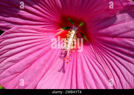 Makro mit rosafarbener Hibiskusblume und Blick auf die Vorderseite des französischen Gartens Stockfoto