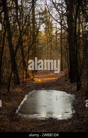 Pfad mit gefrorenem Wasser in dichten Wäldern im Winter in Achterhoek, Gelderland, Holland Stockfoto