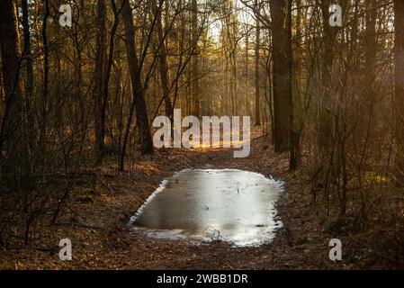 Pfad mit gefrorenem Wasser in dichten Wäldern im Winter in Achterhoek, Gelderland, Holland Stockfoto