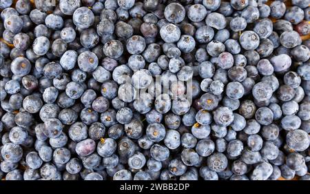 Blaubeerhintergrund. Frisch geerntete Heidelbeeren. Stockfoto