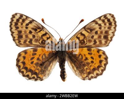 Weiblicher gefleckter Fritillar- oder Rotband-Fritillar-Schmetterling (Melitaea didyma), isoliert auf weißem Hintergrund Stockfoto