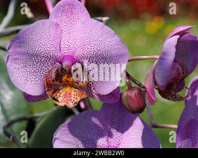 Makro einer lila-gefleckten weißen Orchidee (Orchis) mit einer Knospe Stockfoto
