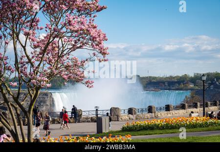 Touristen besuchen die Niagarafälle im Mai, Frühlingstulpen und Magnolienblüten blühen an einem schönen sonnigen Tag. Stockfoto