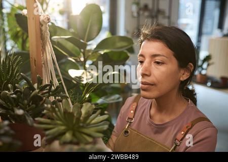 Hispanic plant shop worker looking at potted houseplants on wooden shelves Stockfoto