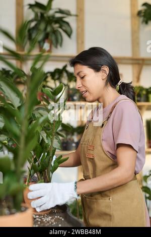 Hispanische Frau, die am Umtopfen von Pflanzen arbeitet, umgeben von Grün an ihrem Arbeitsplatz in einem Betriebsladen Stockfoto