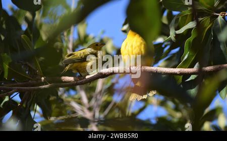 Canarinhos (Sicalis flaveola) Stockfoto