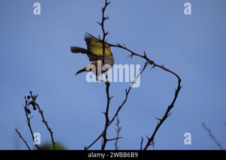Canarinhos (Sicalis flaveola) Stockfoto
