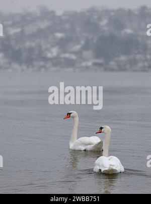 Zwei Schwäne auf der Donau im Winter mit schneebedecktem Hintergrund in der Nähe von Novi Sad, Serbien Stockfoto