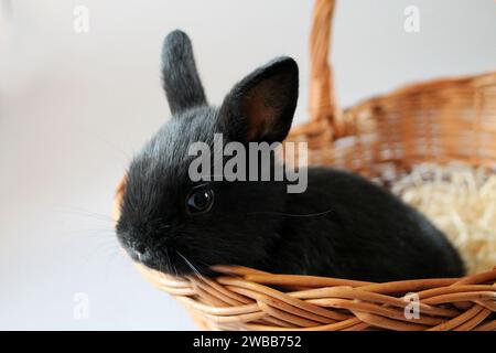Kleines schwarzes Kaninchen in einem Korb. Stockfoto
