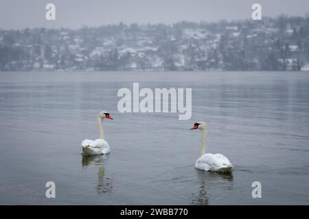 Zwei Schwäne auf der Donau im Winter mit schneebedecktem Hintergrund in der Nähe von Novi Sad, Serbien Stockfoto