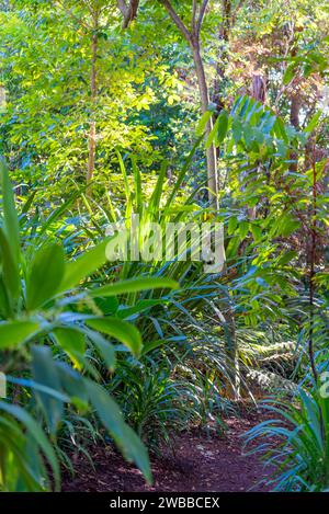 Einer der schmalen unbefestigten Pfade durch den Palm Grove in den Royal Botanic Gardens, Sydney, Australien. Der Grove beherbergt mehr als 300 Palmenarten Stockfoto