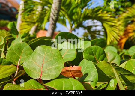 Tropisches Meerestraubenlaub mit Palmensilhouette - Bahamas Stockfoto