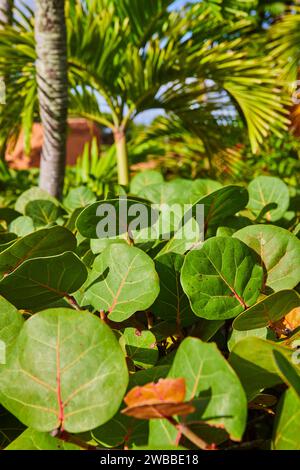 Lebendige Sea Traupe Blätter im Sonnenlicht mit Palmen Hintergrund, Bahamas Stockfoto