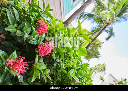Leuchtend rosafarbene Ixora blüht und Palmen im Tropischen Garten Stockfoto