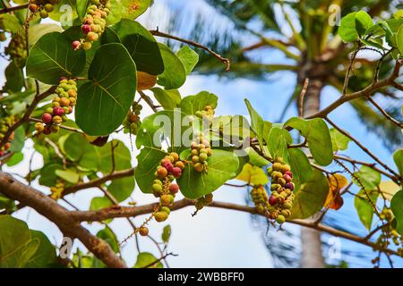 Meerestraubenfrüchte Inmitten Tropischer Blätter, Blick Nach Oben Stockfoto