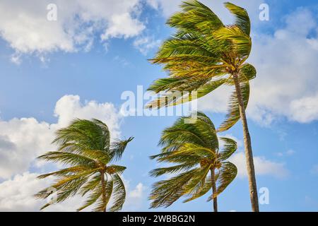 Tropische Kokospalmen im Nassau Sky Stockfoto