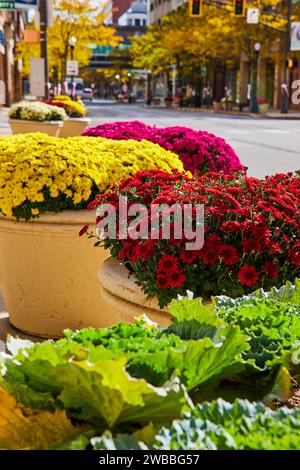 Herbstliche Chrysanthemen in Urban Decorative Pots, City Street Scene Stockfoto