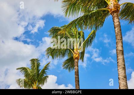 Tropische Palmen und Blauer Himmel, flacher Blick Stockfoto
