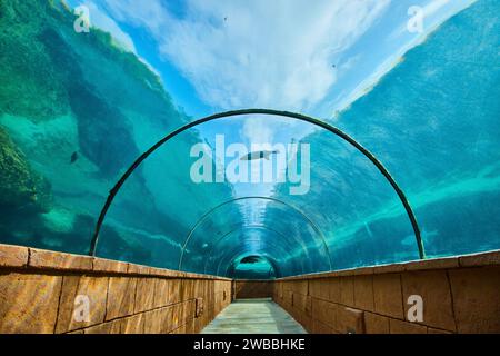 Wasserleben im Unterwassertunnel Aquarium mit schwimmendem Hai Stockfoto