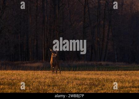 Weißschwanz-Bock während der Rut im nördlichen Wisconsin. Stockfoto