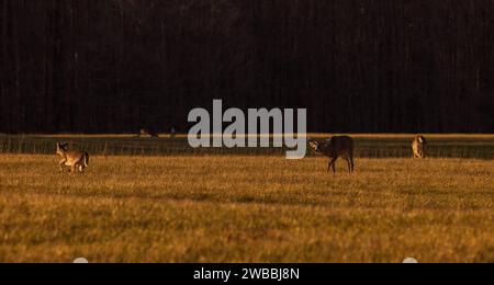 Weißschwanz-Bock während der Rut im nördlichen Wisconsin. Stockfoto