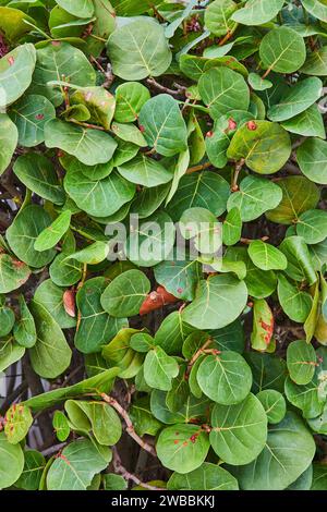 Nahaufnahme Der Textur „Lush Green Leaf“ Stockfoto