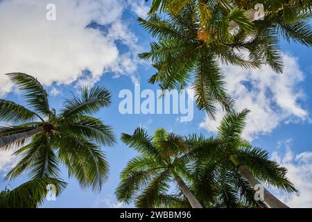 Tropische Kokospalmen Gegen Blauen Himmel, Paradise Island Perspektive Stockfoto
