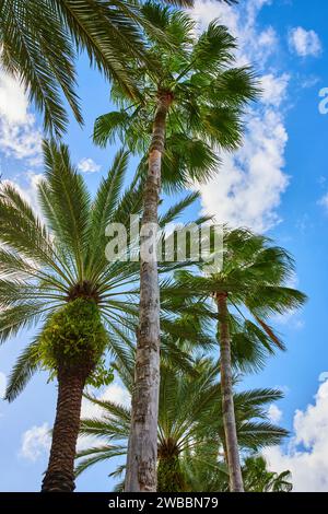 Tropical Palm Trio gegen Blue Sky in Nassau Stockfoto