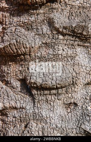 Nahaufnahme Baumrindenstruktur in natürlichem Licht Stockfoto