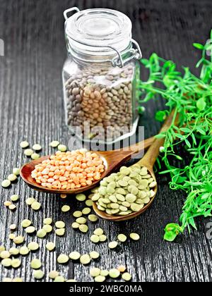 Grüne und rote Linsen in zwei Löffeln, braune Linsen in einem Glas auf dem Hintergrund eines dunklen Holzbretts Stockfoto