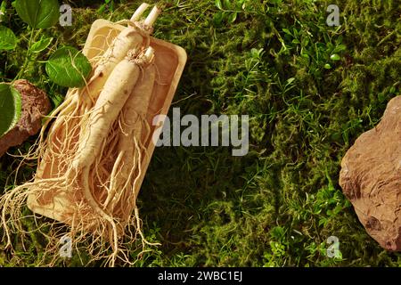 Blick von oben auf frische Ginsengwurzeln auf Holztablett mit braunem Stein und grünen Blättern auf natürlichem Moos Hintergrund. Leerzeichen für Produktpräsentationen Stockfoto