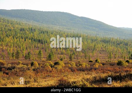 Bergige Tundra im Frühherbst, Zwergkiefern am Hang eines hohen Hügels. Ulagansky District, Altai, Sibirien, Russland. Stockfoto