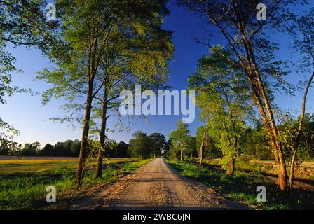 Red Mill Drive, Mingo National Wildlife Refuge, Missouri Stockfoto