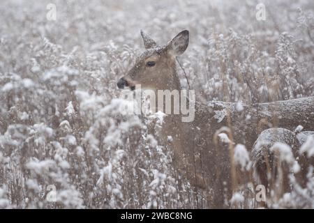 Weibchen Weißschwanzhirsche (Odocoileus virginianus) stehen an verschneiten Wintertagen auf dem Feld. Stockfoto