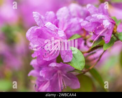Rosafarbene Blüten des sibirischen Rhododendron-Kopierraums. Rhododendron dauricum. Frühjahrsblüte des Altai Rhododendron. Nahaufnahme von Rhododendron dauricu Stockfoto